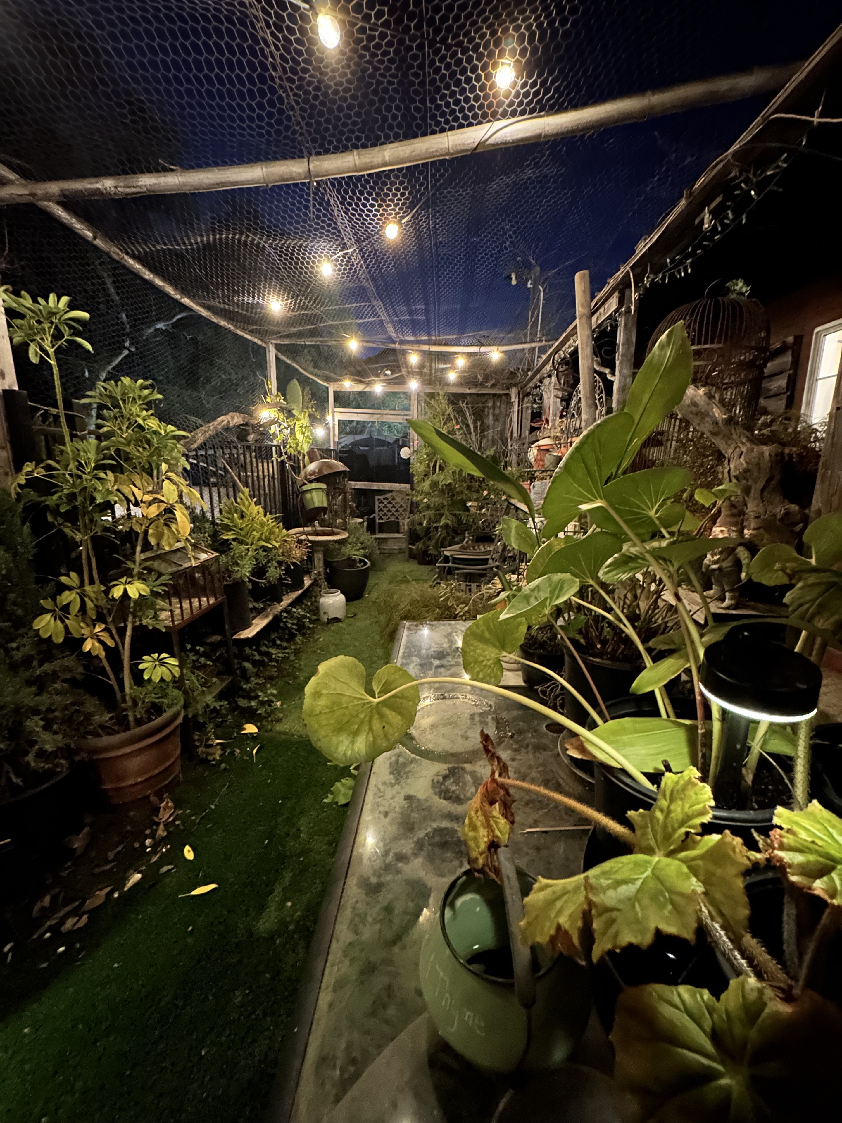 Garden at night